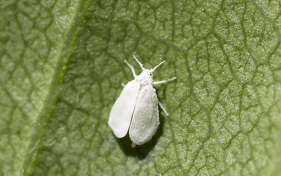 garden-whiteflies