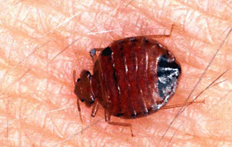 hotel-bedbug