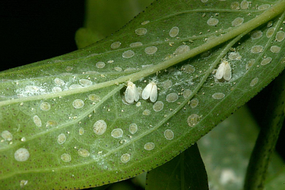 whiteflies